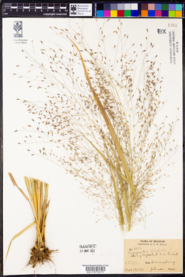 Eragrostis trichodes image