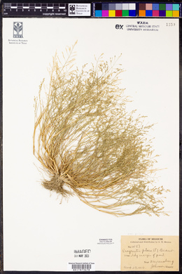 Eragrostis pilosa image