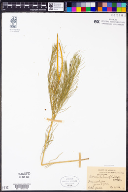 Amsonia ciliata var. tenuifolia image