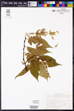 Carpinus viminea image