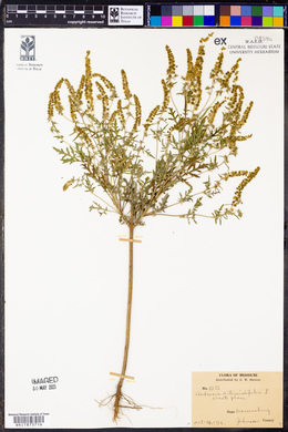 Ambrosia artemisiaefolia image