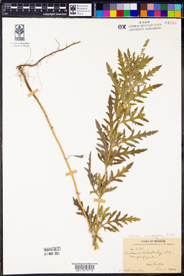 Ambrosia polystachya image