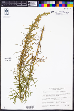 Artemisia ludoviciana subsp. mexicana image