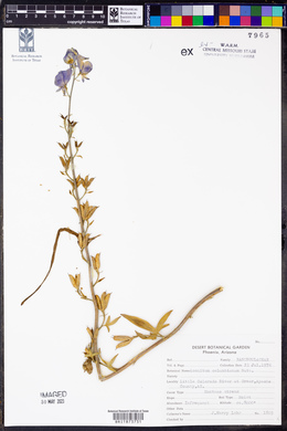 Aconitum columbianum image