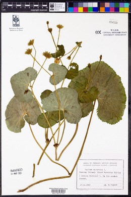 Caltha palustris image