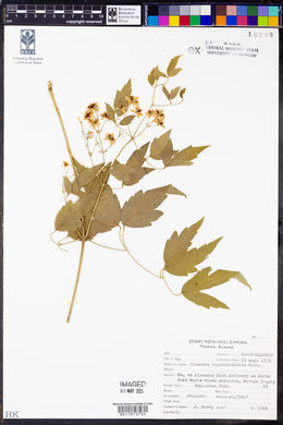 Clematis ligusticifolia image