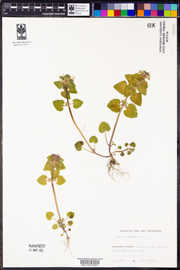 Lamium purpureum image