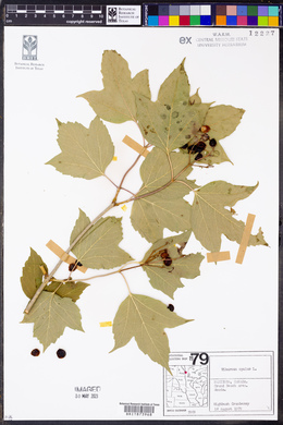 Viburnum opulus image