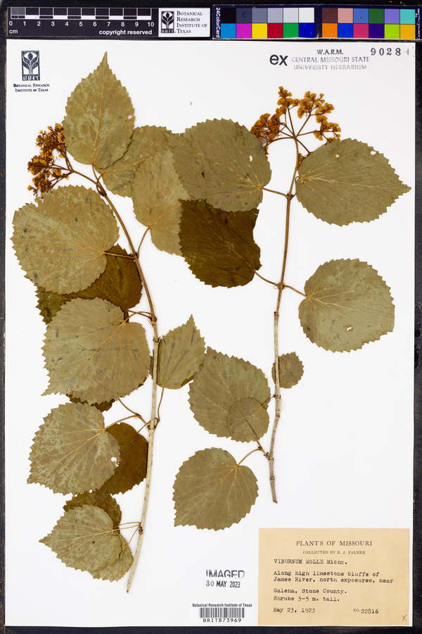 Viburnum molle image