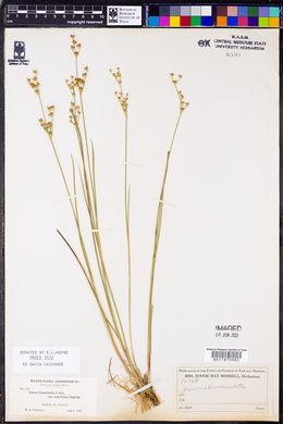 Juncus brevicaudatus image