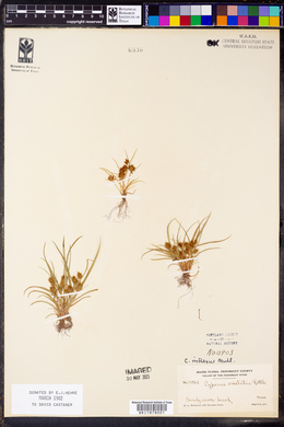 Cyperus squarrosus image