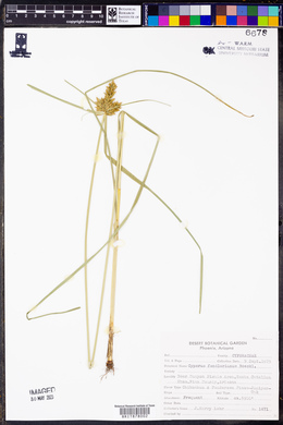 Cyperus fendlerianus image