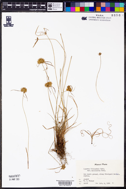 Cyperus filiculmis image