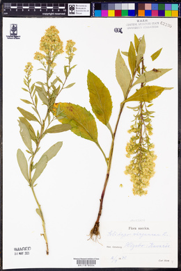 Solidago virgaurea image