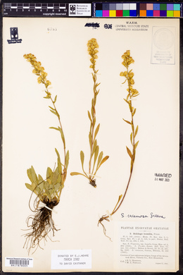 Solidago racemosa image