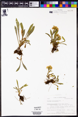 Solidago multiradiata image