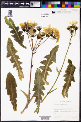 Sonchus arvensis image