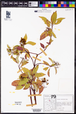 Cornus racemosa image