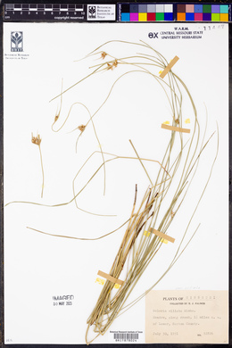 Scleria ciliata image