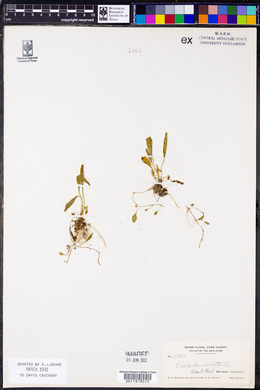 Viola lanceolata image