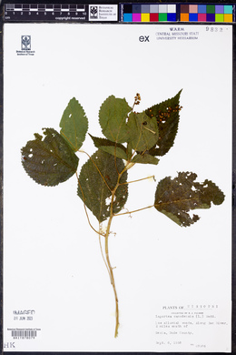 Laportea canadensis image