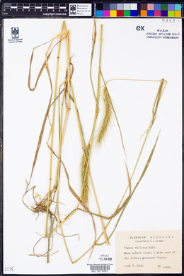 Elymus villosus image