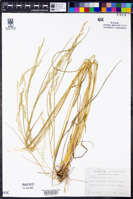 Festuca paradoxa image