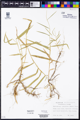 Muhlenbergia sobolifera image