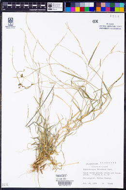 Muhlenbergia schreberi image