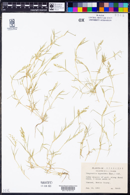 Eragrostis hypnoides image