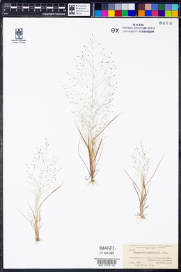 Eragrostis capillaris image