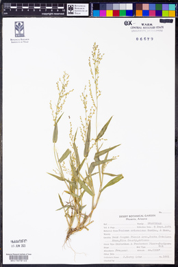 Urochloa arizonica image