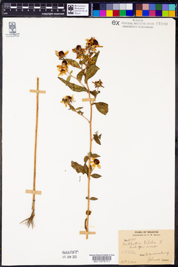 Rudbeckia triloba image