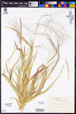 Panicum philadelphicum image