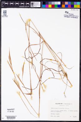 Andropogon ternarius image