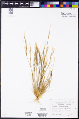 Aristida dichotoma image