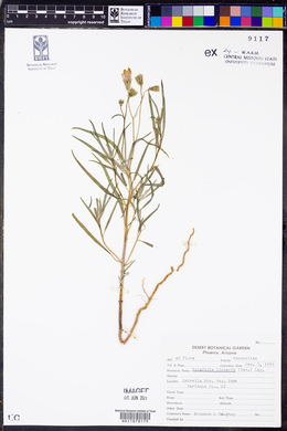 Palafoxia linearis image