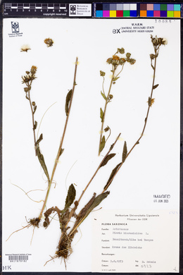 Picris hieracioides image