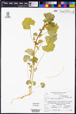 Malva parviflora image