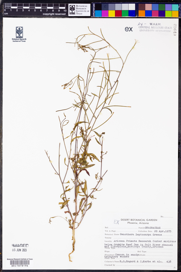 Anogra leptophylla image