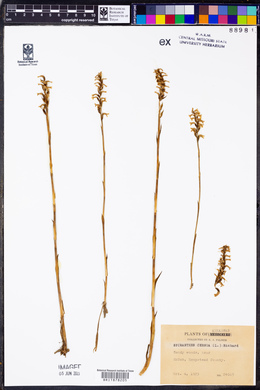 Spiranthes cernua image