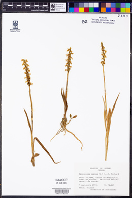 Spiranthes cernua image