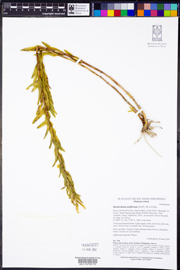 Dendrobium uniflorum image