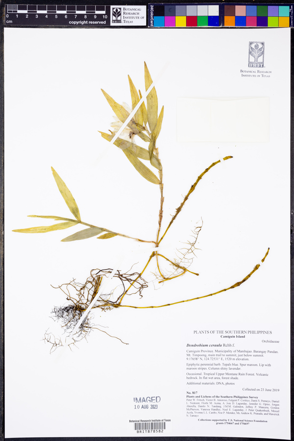 Dendrobium ceraula image