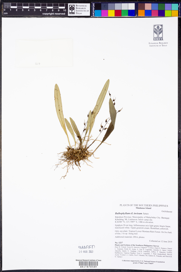 Bulbophyllum invisum image