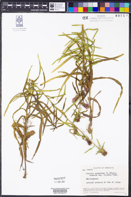 Liatris squarrosa image