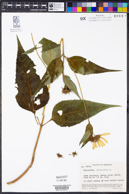Helianthus decapetalus image