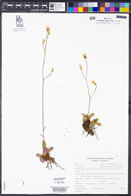 Hieracium fendleri image