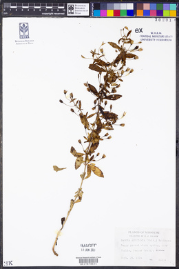 Bacopa acuminata image