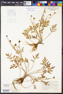 Ranunculus fascicularis image